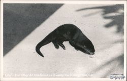 Lily - Pet Otter at Okefenokee Swamp Park Postcard