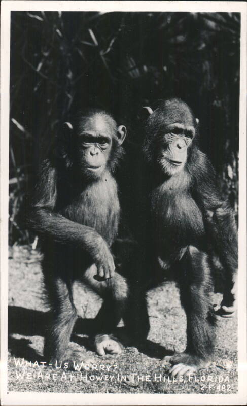 Two Chimpanzees with What - Us Worry? caption, Howey in the Hills Howey-in-the-Hills Florida