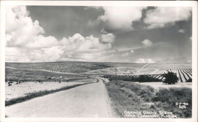 Orange Grove Scene, Clermont Florida