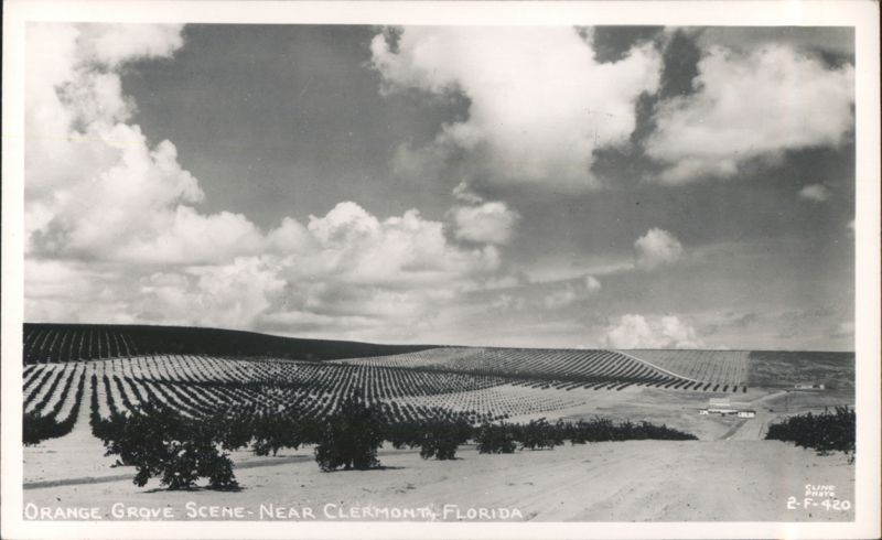 Orange Grove Scene Clermont Florida
