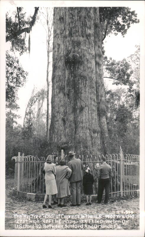 The Big Tree - Oldest Cypress, 3500 Yrs. Old, 127 Ft. High Longwood Florida