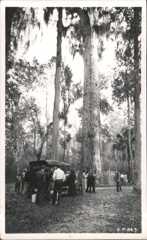 The Big Tree Oldest Cypress, Model T Longwood Florida