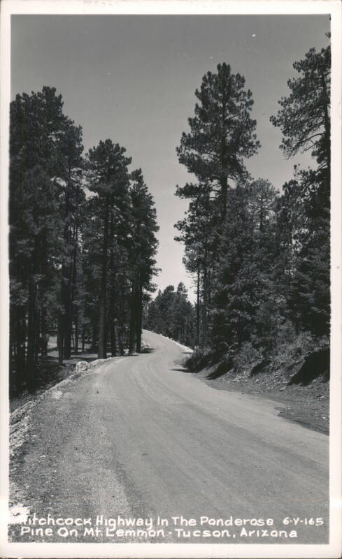 Hitchcock Highway In The Ponderosa Pine On Mt Lemmon Tucson Arizona