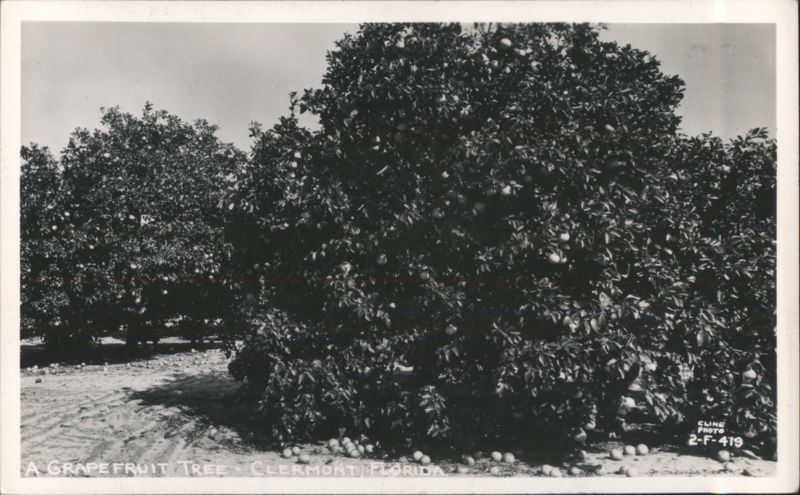 Grapefruit Tree Orchard with Fruit on Ground Clermont Florida