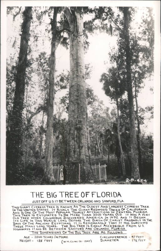 The Big Tree of Florida, Cypress Tree Dimensions Longwood