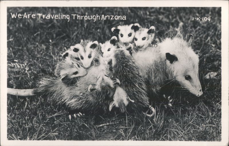 Mother Opossum with Babies, We Are Traveling Through Arizona