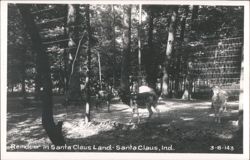 Reindeer In Santa Claus Land Postcard