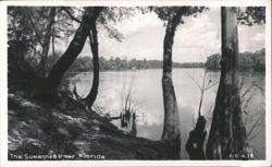 Suwannee River Landscape with Trees Postcard