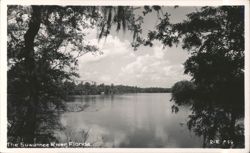 Suwannee River View with Spanish Moss and Trees Postcard
