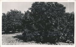 Grapefruit Tree - Howey in the Hills Postcard