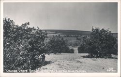 Orange Grove Scene Near Howey in the Hills Postcard