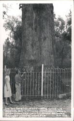 The Big Tree - Oldest Cypress, 3500 Yrs Old, 127 Ft High Postcard