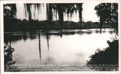 Suwannee River at Suwannee Gables - Old Town, Florida Postcard