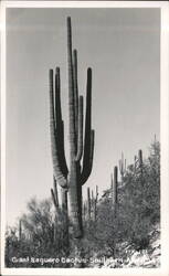 Giant Saguaro Cactus, Southern Arizona Postcard
