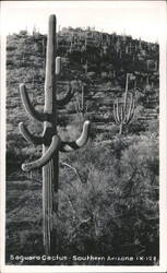 Saguaro Cactus - Southern Arizona Postcard