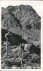Giant Saguaro Cactus in Southern Arizona Desert Landscape Postcard