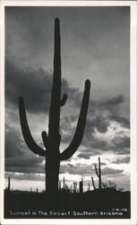 Sunset in the Desert with Saguaro Cacti Silhouettes Postcard