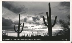 Saguaro Cacti Silhouettes at Sunset, Desert Landscape Postcard