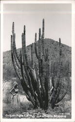 Organ Pipe Cactus with Woman, Southern Arizona Postcard