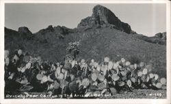 Prickly Pear Cactus In The Arizona Desert Postcard