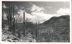 Desert scene in Southern Arizona with Saguaro and Ocotillo cacti Postcard