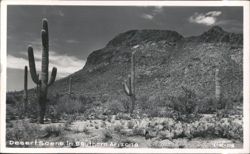 Desert Scene with Saguaro Cacti and Mountains Postcard