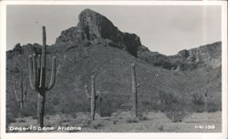 Desert Scene with Saguaro Cacti and Mountains Postcard