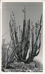 Organ Pipe Cactus in Southern Arizona Desert Landscape Postcard