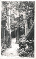 Forest Path on Mount Mitchell Postcard