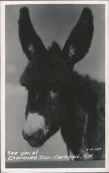 Donkey at Cherokee Zoo - Carlsbad, NM Postcard