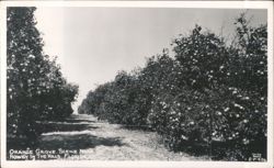 Orange Grove Scene Near Howey in the Hills Postcard