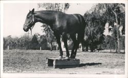 Horse "Cherry" at Floridan Country Club Postcard
