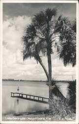 Lake Gertrude, Mount Dora, Florida - Palm Trees and Dock View Postcard