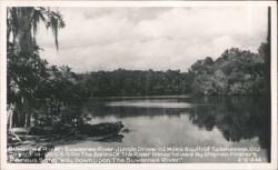 Suwannee River Jungle Drive, Immortalized by Stephen Foster's Song Postcard