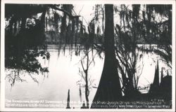 Suwannee River at Suwannee Gables, Immortalized by Stephen Foster Postcard