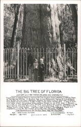 The Big Tree of Florida, Giant Cypress with Children and Fence Postcard