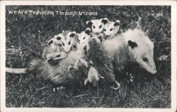 Mother Opossum with Babies, We Are Traveling Through Arizona Postcard