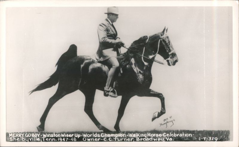 MERRY GO BOY - Winston Wiser Up - Worlds Champion Walking Horse Celebration Shelbyville Tennessee