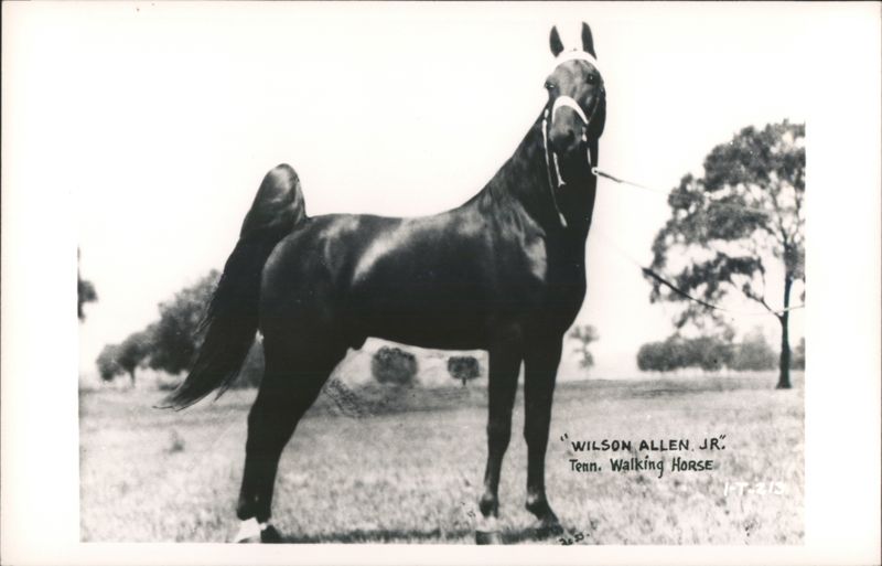 Wilson Allen, Jr., Tennessee Walking Horse Horses