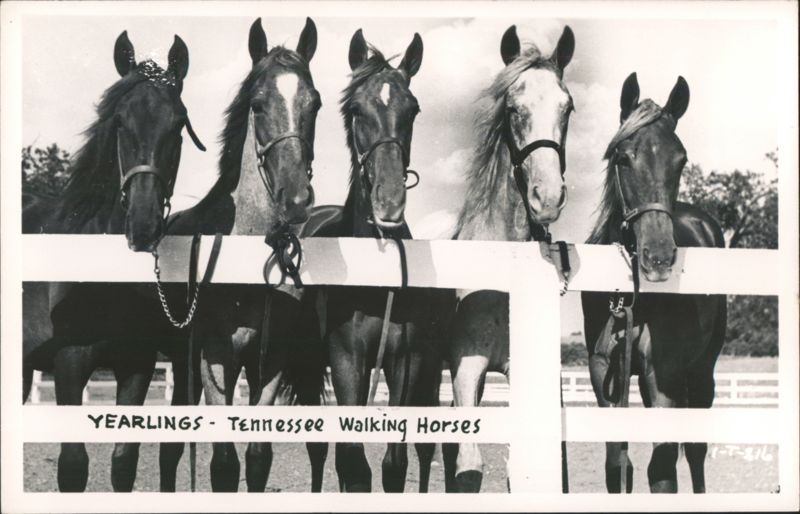 Yearlings - Tennessee Walking Horses behind a white fence