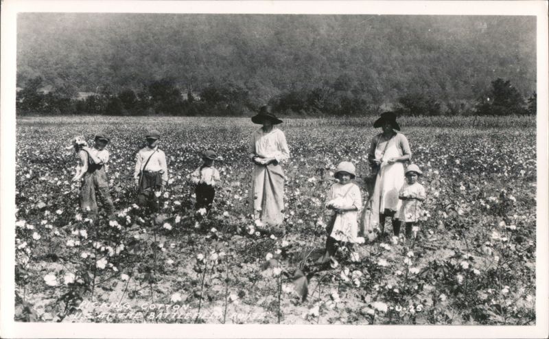 Picking Cotton on the Battlefield Route, U.S. 41 Dixie Highway Georgia