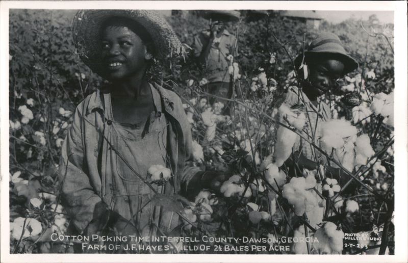 Cotton Picking Time in Terrell County, Georgia Dawson