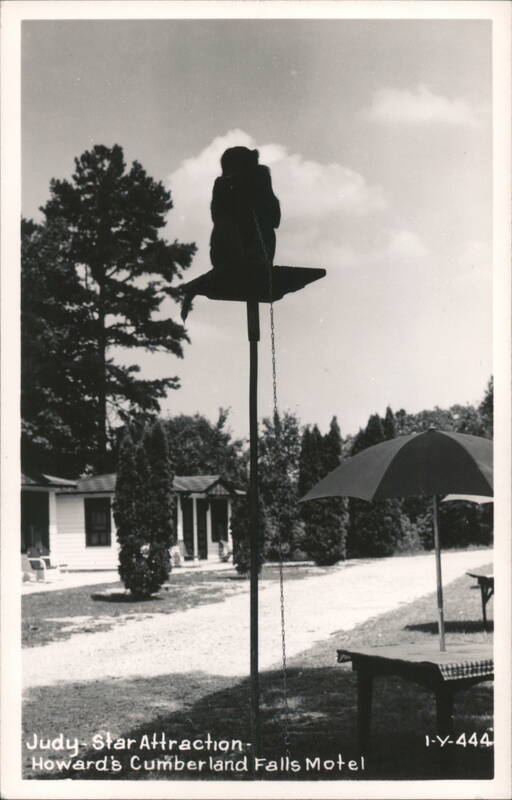 Judy, Star Attraction at Howard's Cumberland Falls Motel Kentucky