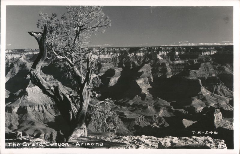 Grand Canyon View with Gnarled Tree Arizona Grand Canyon National Park