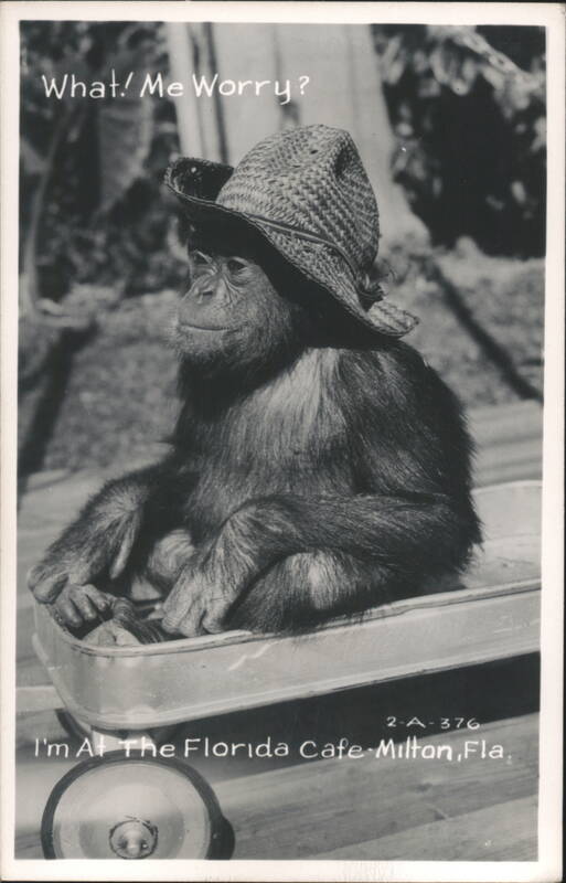 Chimpanzee in Straw Hat, 'What! Me Worry?' at Florida Cafe Milton