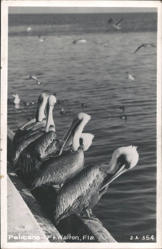 Pelicans on Pier, Fort Walton, Florida Fort Walton Beach