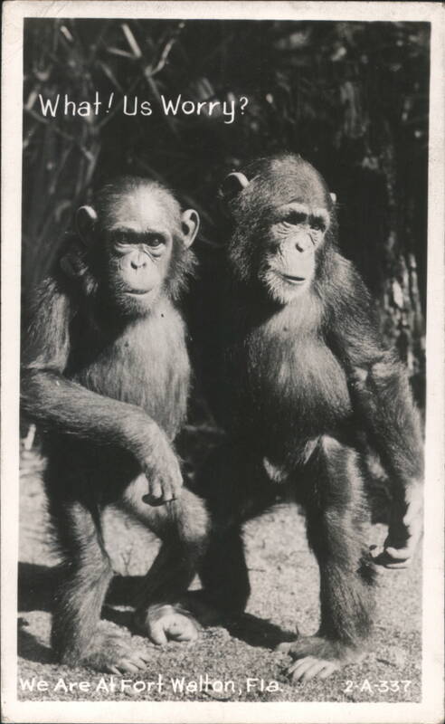 Two chimpanzees with text 'What! Us Worry?' Fort Walton Beach Florida