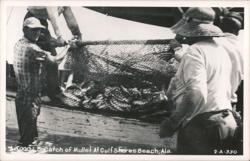 3000 Lb. Catch of Mullet at Gulf Shores Beach Alabama