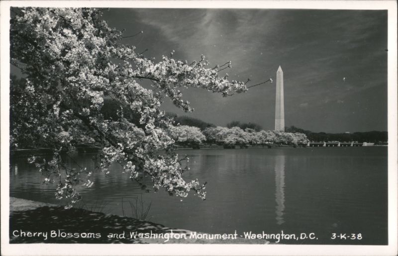 Cherry Blossoms and Washington Monument District of Columbia