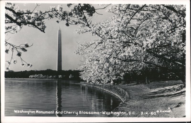 Washington Monument and Cherry Blossoms District of Columbia
